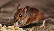 24 Hour & Emergency Exterminators in Helm, MS
